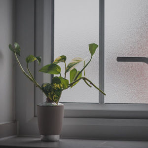 Meet your Posher, Alyssia